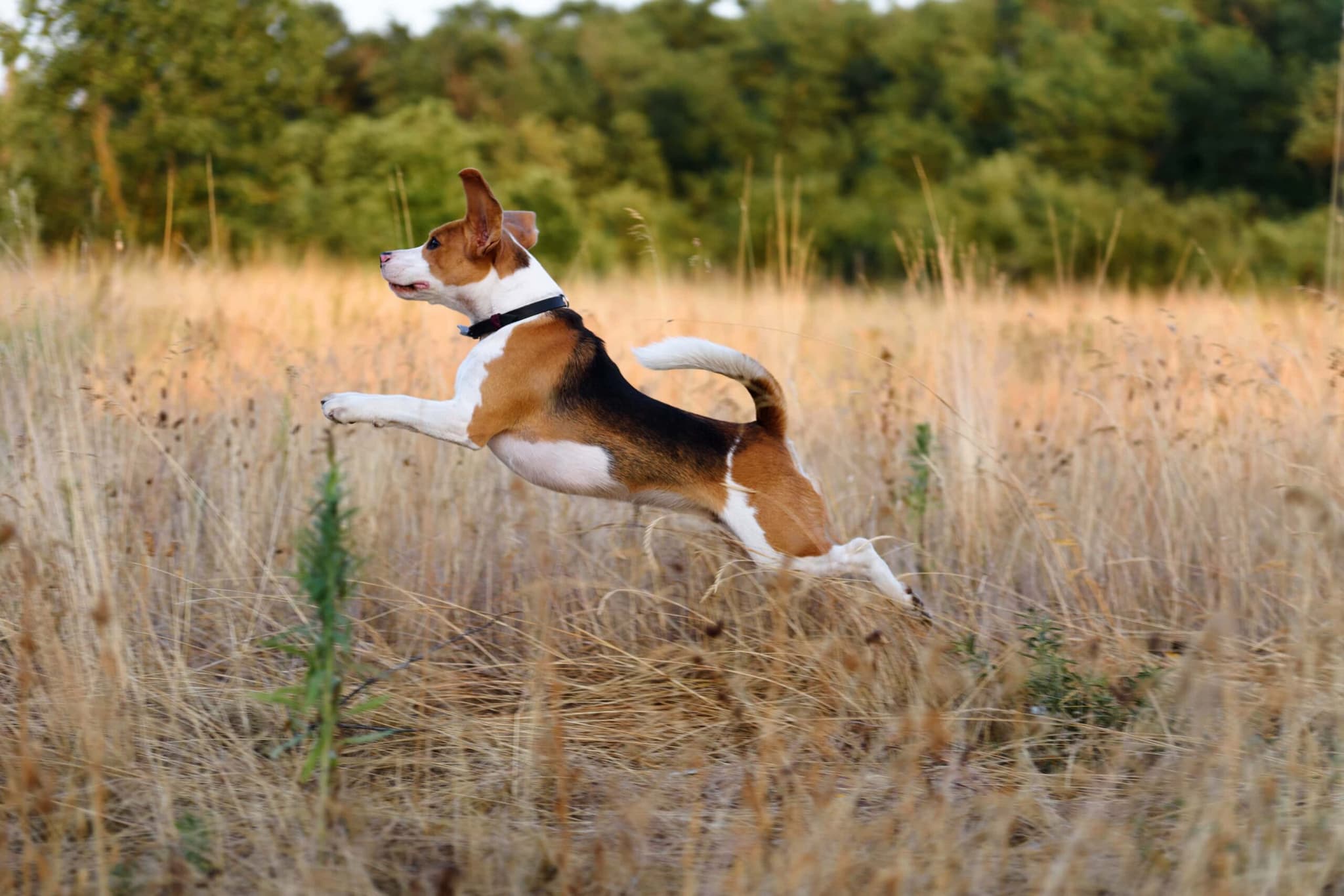 Natural & Freshly Prepared Dog Food Tucker Tub