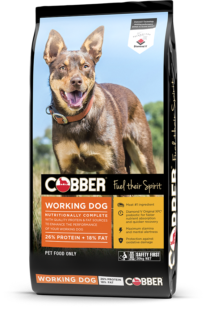 Cobber Working Dog