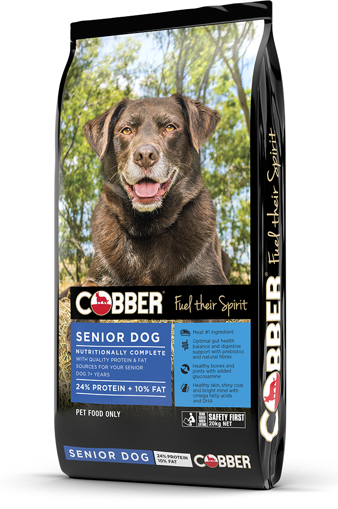 Cobber Senior Dog